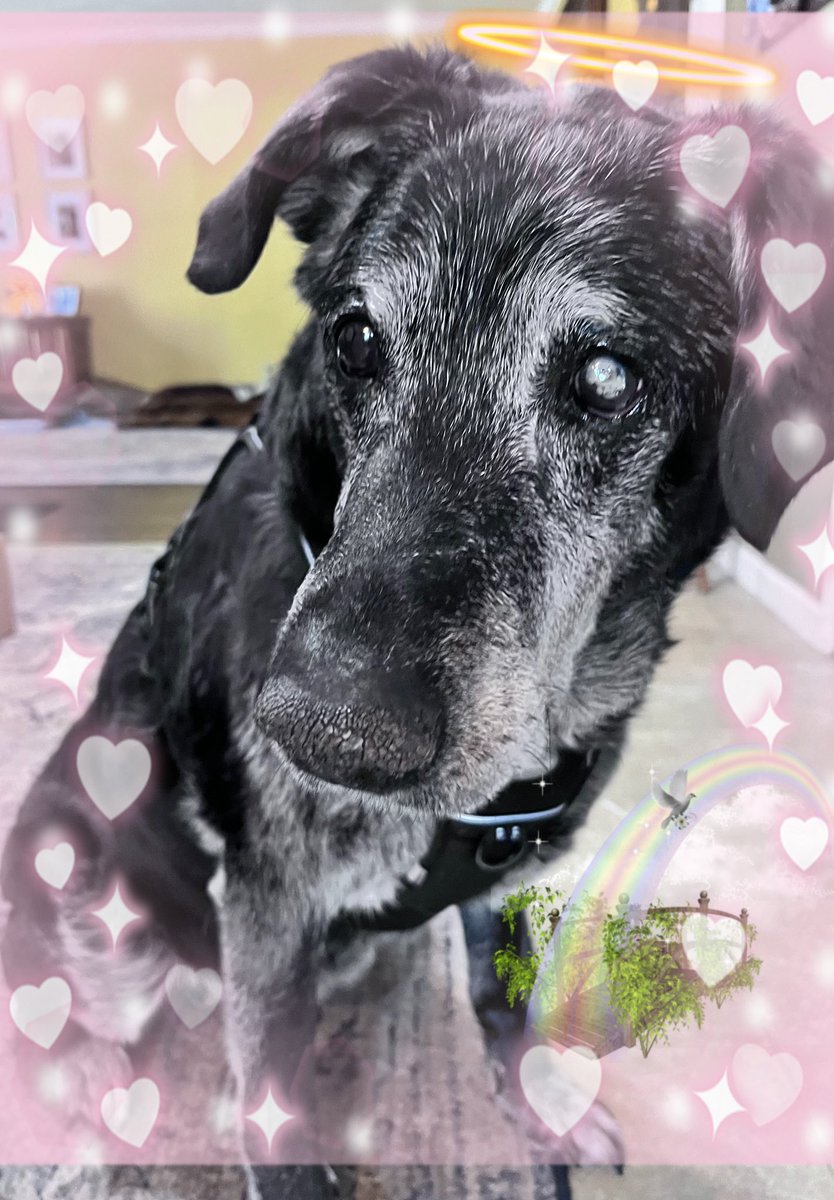 karemiah's tweet photo. @ScoutWalz Hi Scout! You look like a very good boy! If you ever find yourself near the Central Coast of California, stop by Wilson’s Dog Library and grab a treat, a toy and even a really nice stick. BTW we really love your dad! Woof! https://t.co/OIs5Gwiv6N