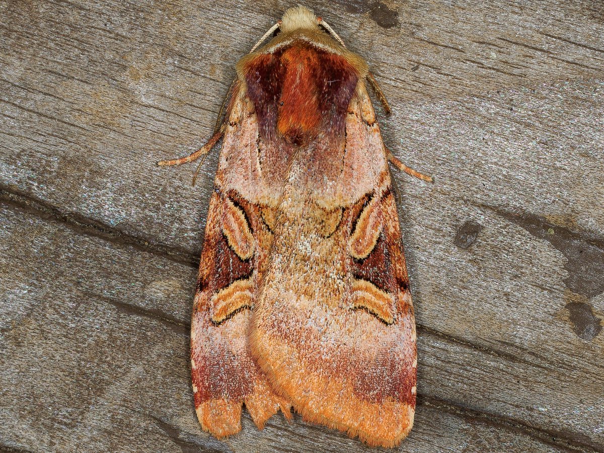 garybnunn's tweet photo. Eastern Sierras, Alpine County, California—Rosy Dart (Xestia oblata) was high on my list to find with my son Obi on our recent “395 Highway” mothing adventure from San Diego to Oregon and back. At several higher elevation sites we found them! #moths #mothing #california https://t.co/Pgv0GxoVLe