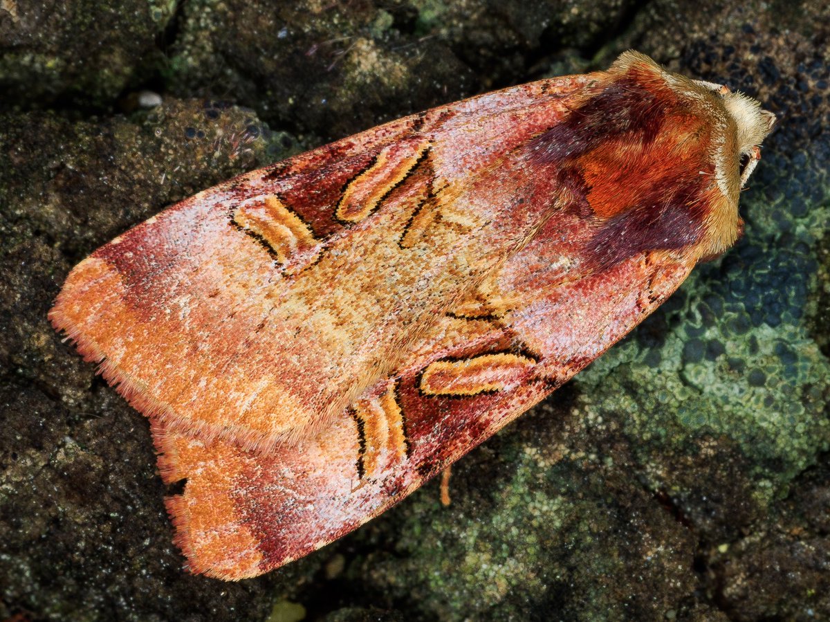 garybnunn's tweet photo. Eastern Sierras, Alpine County, California—Rosy Dart (Xestia oblata) was high on my list to find with my son Obi on our recent “395 Highway” mothing adventure from San Diego to Oregon and back. At several higher elevation sites we found them! #moths #mothing #california https://t.co/Pgv0GxoVLe