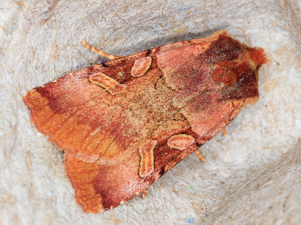 garybnunn's tweet photo. Eastern Sierras, Alpine County, California—Rosy Dart (Xestia oblata) was high on my list to find with my son Obi on our recent “395 Highway” mothing adventure from San Diego to Oregon and back. At several higher elevation sites we found them! #moths #mothing #california https://t.co/Pgv0GxoVLe