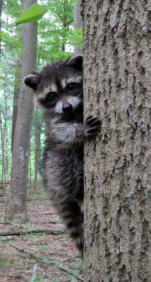 raccoonhourly's tweet photo. https://t.co/gPyIB4yk8F
