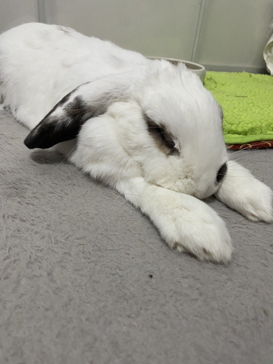 tororothebunny's tweet photo. おてての長さアピール中 https://t.co/npsvcx1TYj