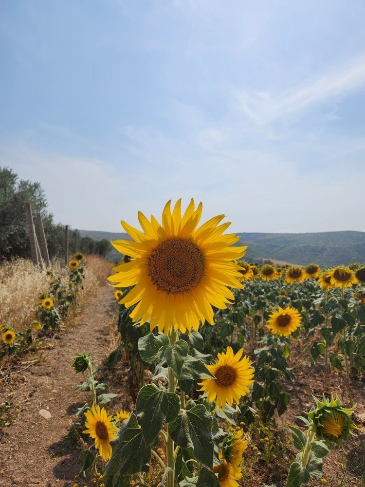 sunflowerchives's tweet photo. sunflowers. https://t.co/7auuNAcFOI