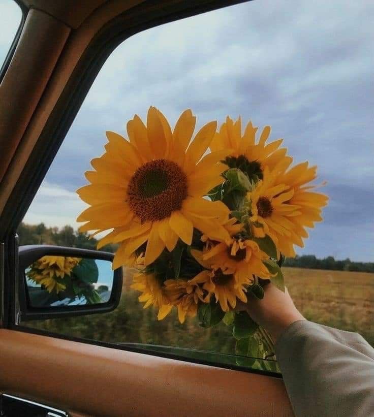 sunflowers.