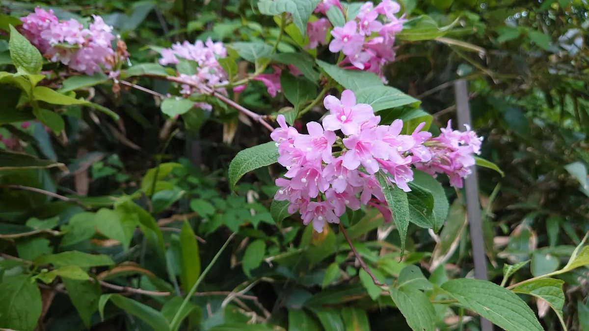 jmaan2's tweet photo. ⁡岩手山の花⁡
⁡色々咲いてました⁡
⁡.⁡
⁡いわかがみ、シラネアオイ、コマクサのちっちゃいやつも見れた😄👍⁡
⁡⁡.⁡
⁡#登山 #岩手山 #花 #山の花 https://t.co/EOF6tu02J7
