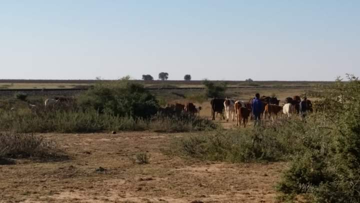 KameelHuise's tweet photo. Photo moments of #Wirsing a railway stop 13km from #Kameel. It forms part of the Madibogo pan area. Also stopped at the graves of a pioneer &amp; his son, Petrus Johanes Halgryn (9 Jan 1880 - 24 Sept 1926) next to the railway line.l #railwaystop #countrysidelife #route377 #noordwes https://t.co/zMvCUlDxPS