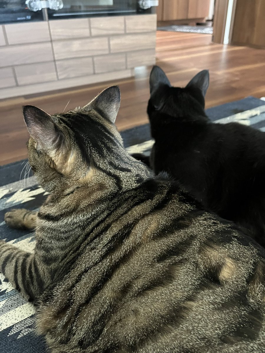 ontogaku's tweet photo. summer⛱️
#猫のいる暮らし https://t.co/GuOGx2qt1q