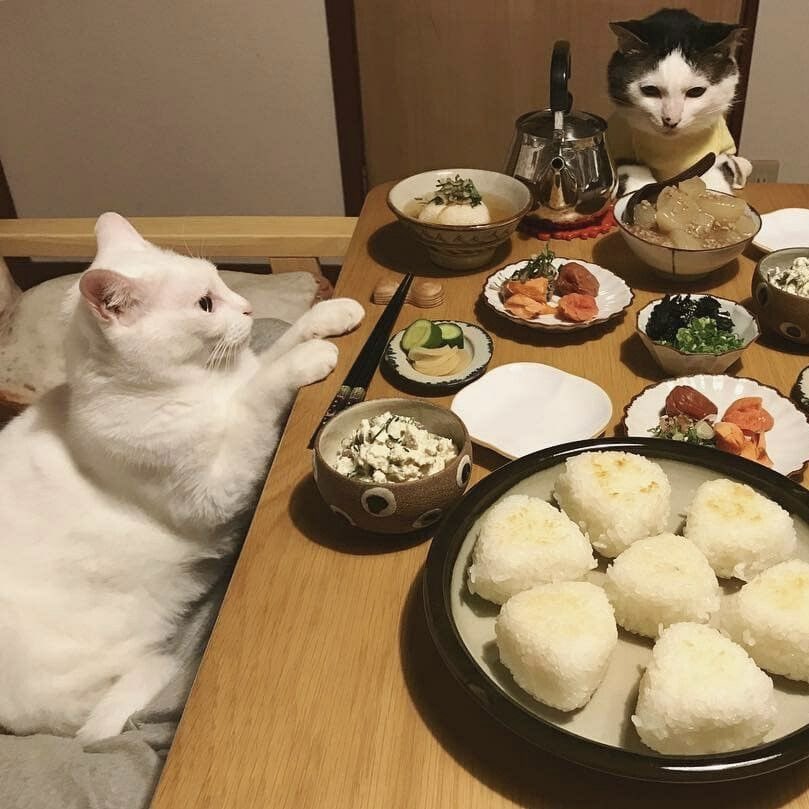 🐱 tweet media
