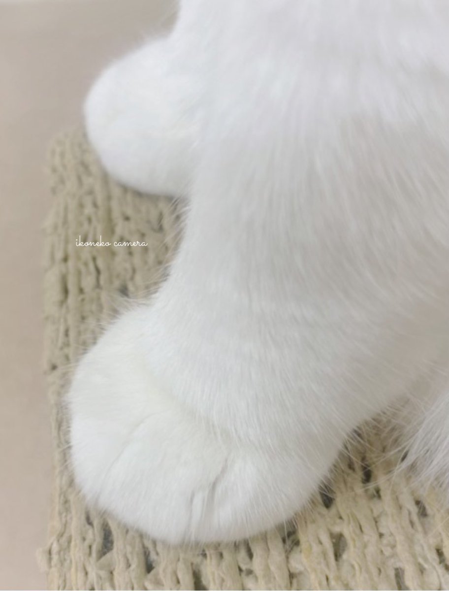 wandatoneko's tweet photo. おてて集め🐾
#世界猫の日
#世界猫の日ฅ https://t.co/uzeHpJsFv9
