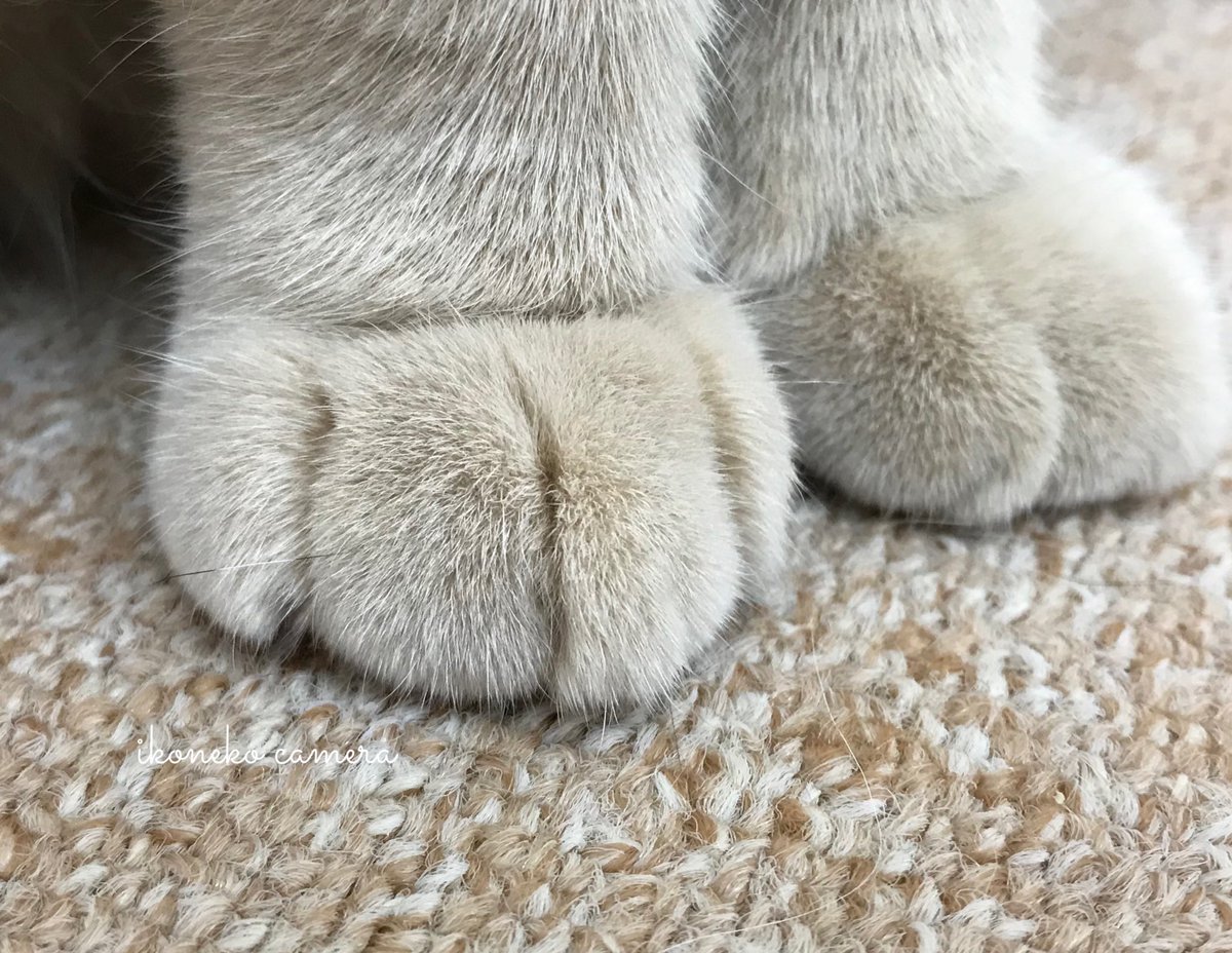 wandatoneko's tweet photo. おてて集め🐾
#世界猫の日
#世界猫の日ฅ https://t.co/uzeHpJsFv9