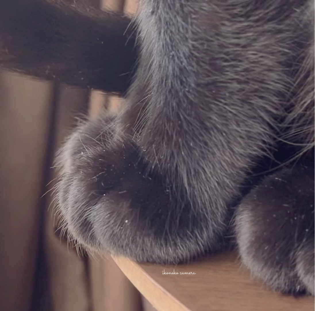 wandatoneko's tweet photo. おてて集め🐾
#世界猫の日
#世界猫の日ฅ https://t.co/uzeHpJsFv9