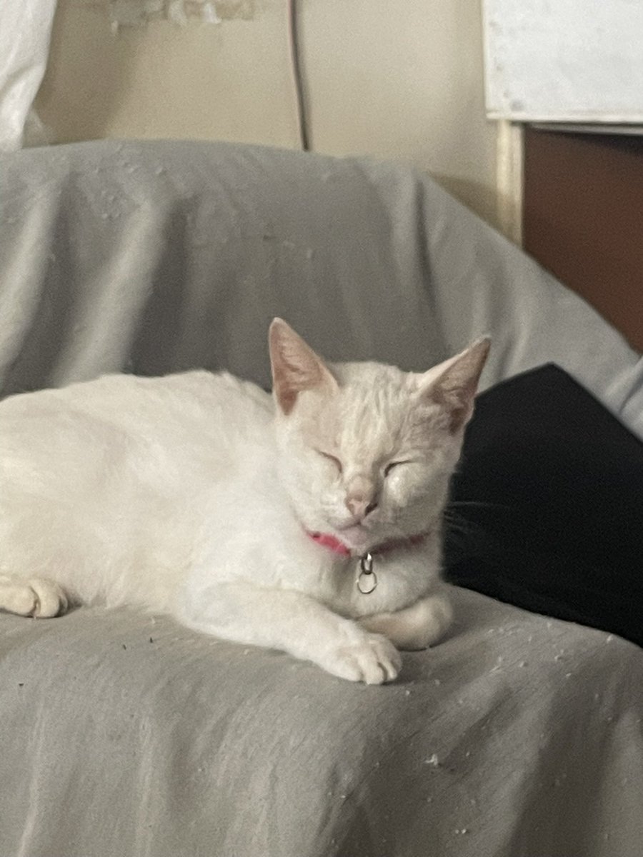 jradevaaa's tweet photo. happy international cat day to my chonker 🥹🫶 can’t believe you’re four years old https://t.co/oOqzUL4l7R