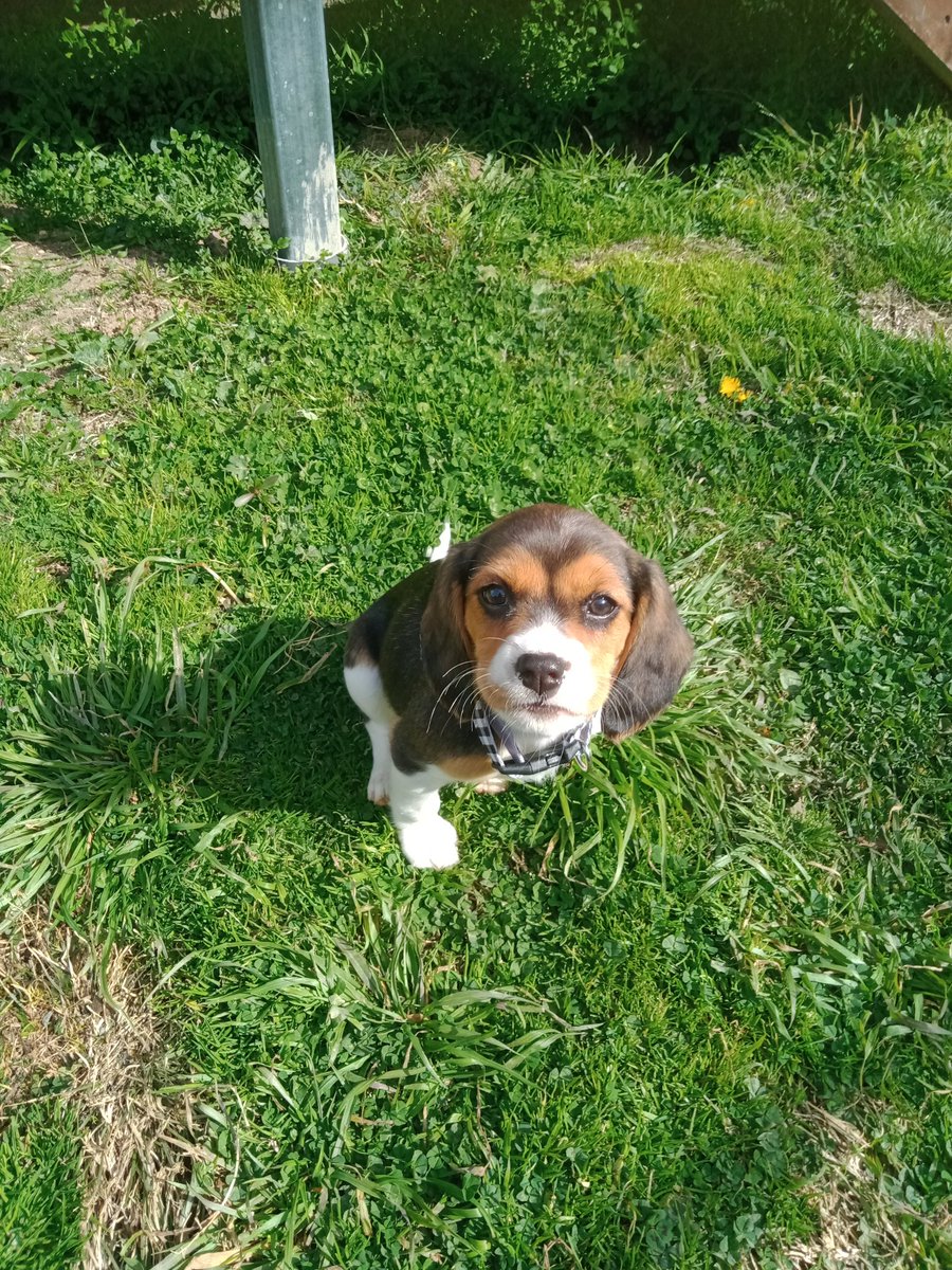 KaeAussie's tweet photo. We got a new puppy yesturday, and she's tiny, I forgot how small puppy's were, she's a noisy little bean and I love her https://t.co/FX0L3orH9a