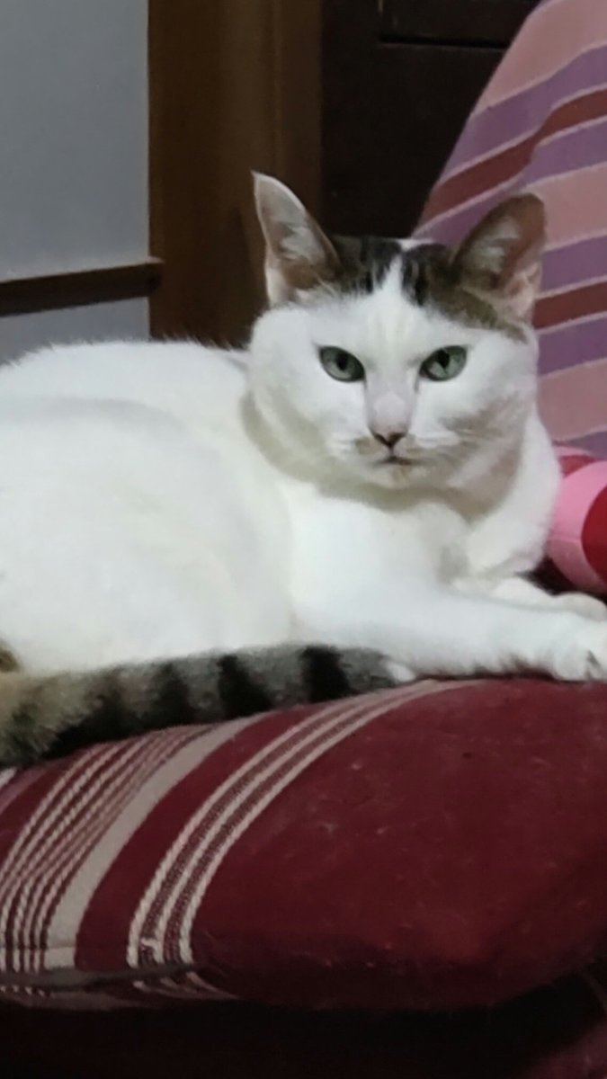 nyagoon's tweet photo. 朝、珍しく積んである冬座布団の上に鎮座。エアコン、少し寒かったかな？28℃に設定変更。ネコ優先で。 https://t.co/b5LpjwhJ7G