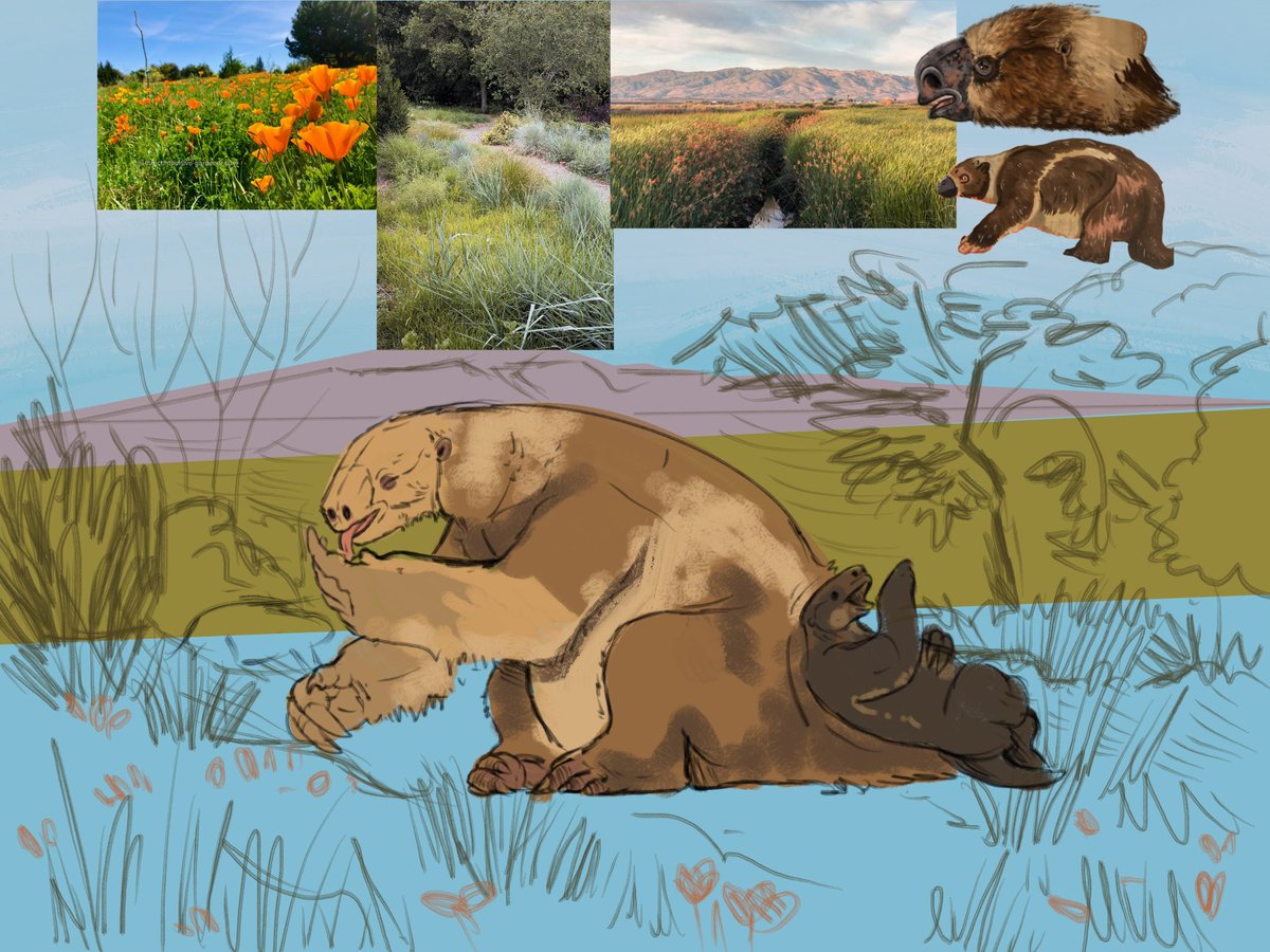 astrapionte's tweet photo. I lied ‼️ That Scelidotherium was NOT the last sloth before the big piece. I’m starting & finishing ts TONIGHT!
#paleoart #pleistocene #megafauna #paramylodon https://t.co/8Hsj6DzbNO