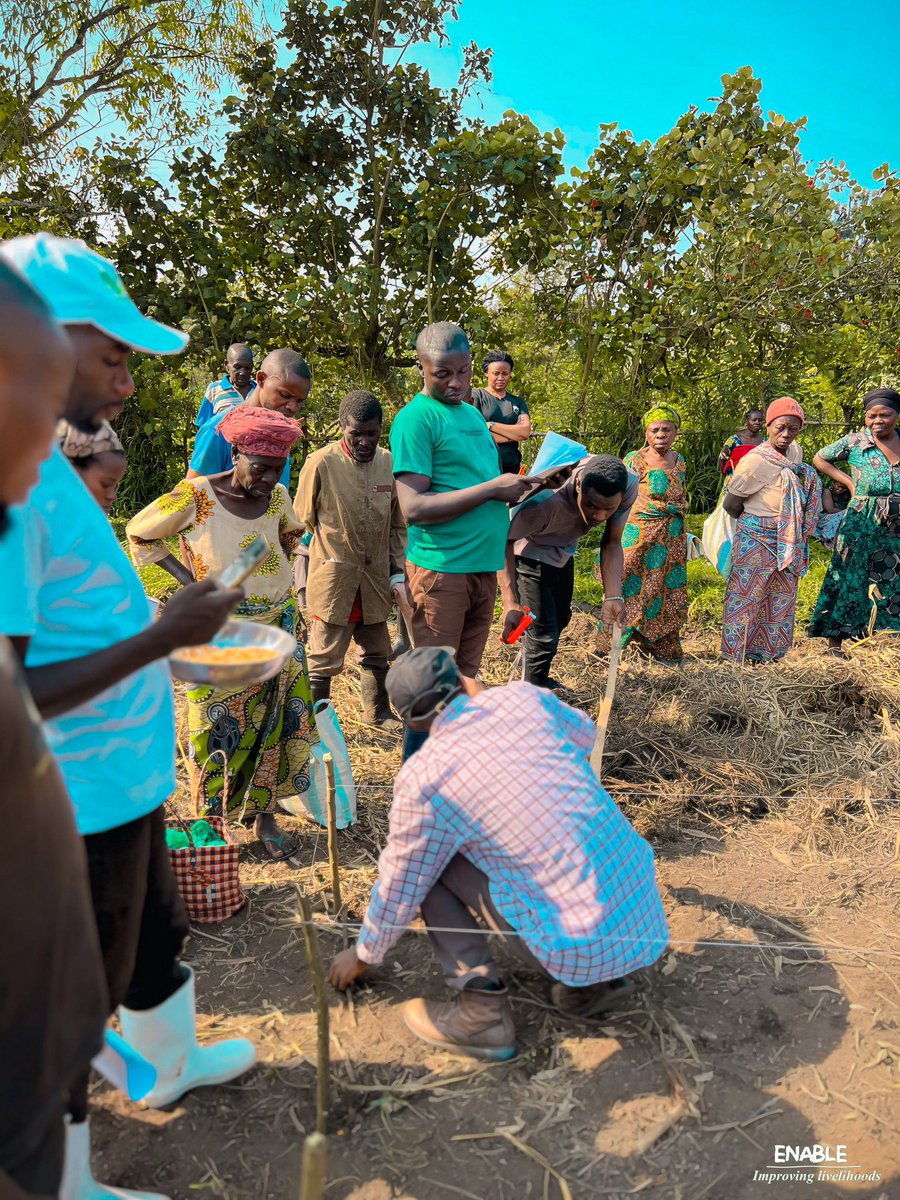 🌽 Avec le soutien technique de #AALI, #ENABLE #RDC sensibilise les petits producteurs de Buzi-Bulenga aux valeurs agronomiques et nutritionnelles des semences de #maïs. 

Le 5 août 2024, nous avons distribué des semences de maïs et formé les agriculteurs.

#Agriculture