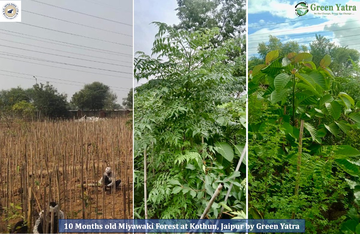 Greenyatra's tweet photo. Kothun #MiyawakiForest, Jaipur
No. of Saplings: 20000+ saplings of 49 local native species of #Rajasthan.
#ForestAge: 10 months
#PlantGrowth: Upto 10 feet
#CSRPartner: @hginfra
Land Owner: @RajasthanPhed Public Health Engineering Department
Forests grown under Miyawaki method grow:
10 times faster,
30 times denser,
100 times more biodiversity,
30 times better Carbon-dioxide absorption,
30 times better noise and dust reduction,
30 times greener surface area, as compared to a monoculture plantation.
So, we get a 100% native, 100% organic and 100-year-old forest growth in just 10 years.
@BhajanlalBjp @RajCMO @OnlineKanhaiya @samitsharmaias @jdajaipur @moefcc @narendramodi
#HGInfra #TreePlantation #MiyawakiForest #Jaipur #GreenYatra