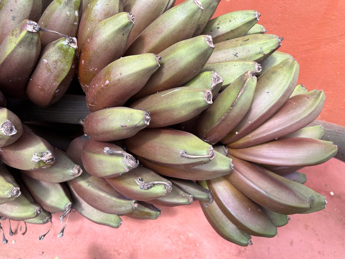 Slow Food Kenya tweet media