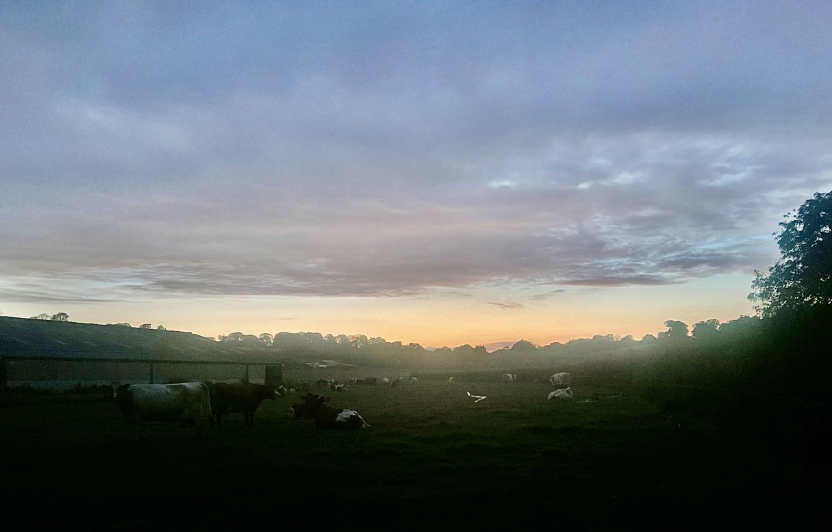 This is one of my favourite jobs gathering the girls at sunrise for milking 🐄 

Some cows are keen beans, raring to go, others are in absolutely no hurry 😜

Perfection cant’t be rushed obvs 🙄 

It’s sooo peaceful right now 😊

#Farm24