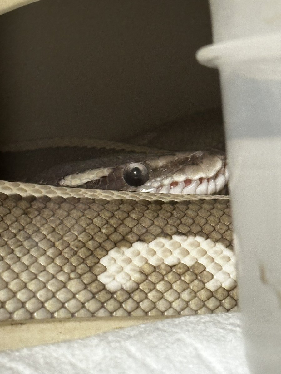 錫｢ナニシテンダカイヌシ、ボクハミテルゾ｣

 #ボールパイソン