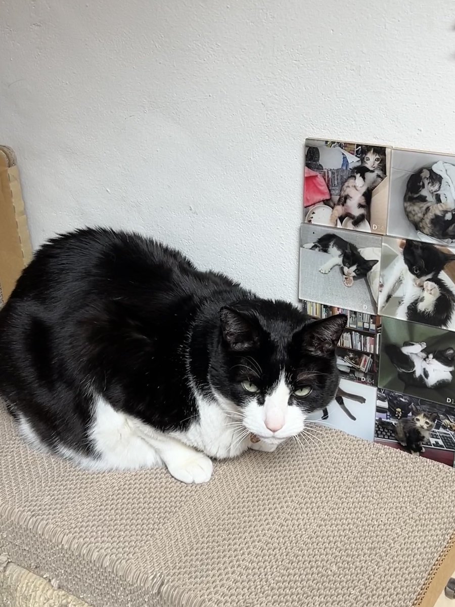 세계 고양이의 날!!
성북동 책보냥 한 번 방문해보시길 😽
고양이 관련 서적이 가득한 고양이책방이랍니다