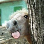 Photo by horse reactions (@horsereact)