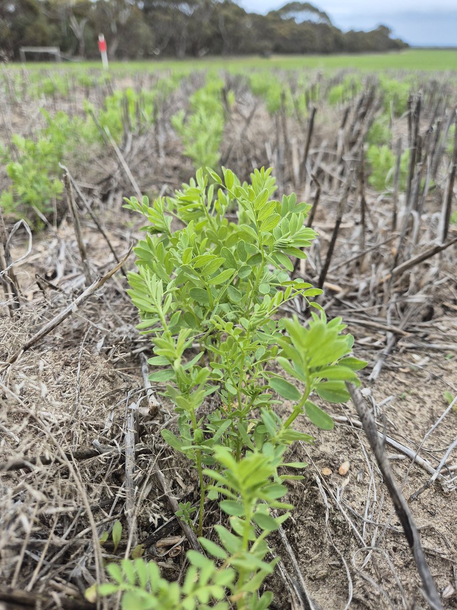 Sarah_Day_'s tweet image. Pit stop at the Coomandook #SAGrainLegume site to check up on the #lentil and #wheat #nutrition trial.
@marrettfarms @MsfMallee @GRDCSouth