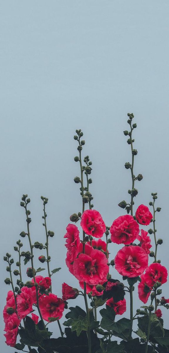 وأنت تعلم ضعفي..💕✨
#صباح_الأشياء_المُشرقة #صباح_الخير #صيام_الخميس #الخميس_الونيسᅠ #ليلة_الجمعة #الساعات_القادمة #رسالة_اليوم