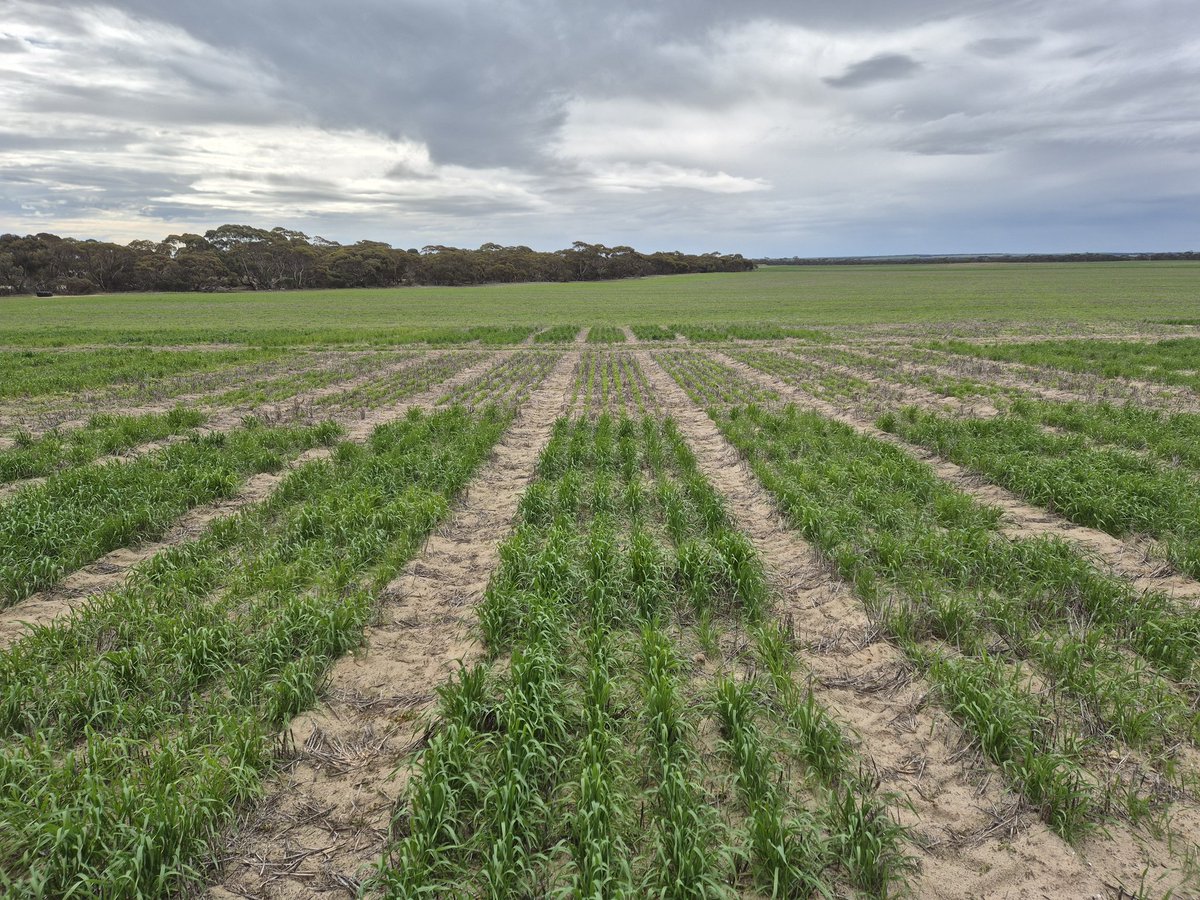 Sarah_Day_'s tweet image. Pit stop at the Coomandook #SAGrainLegume site to check up on the #lentil and #wheat #nutrition trial.
@marrettfarms @MsfMallee @GRDCSouth