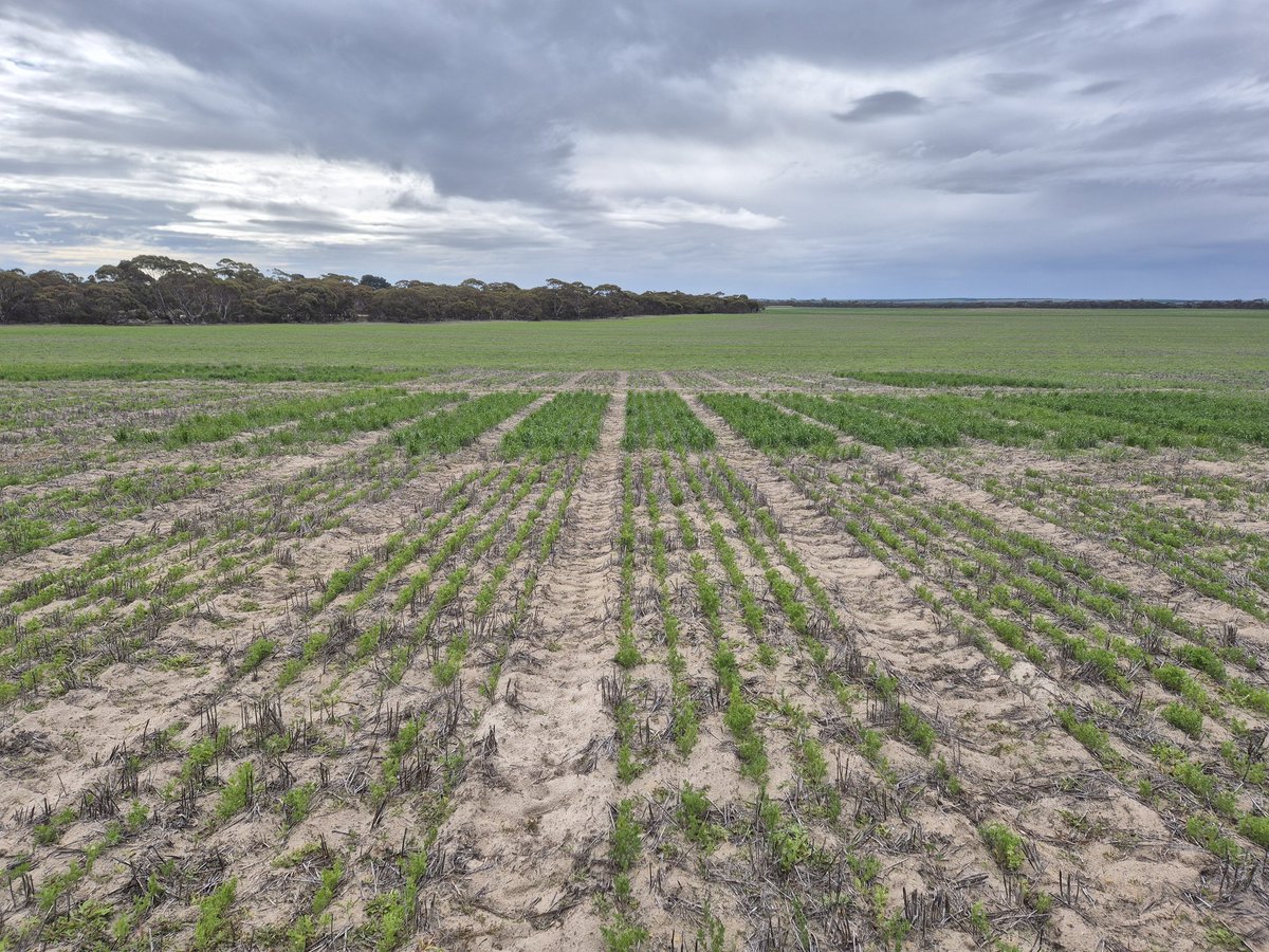 Sarah_Day_'s tweet image. Pit stop at the Coomandook #SAGrainLegume site to check up on the #lentil and #wheat #nutrition trial.
@marrettfarms @MsfMallee @GRDCSouth