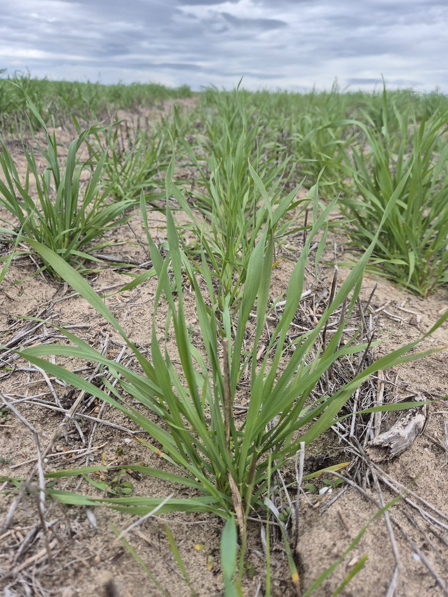 Sarah_Day_'s tweet image. Pit stop at the Coomandook #SAGrainLegume site to check up on the #lentil and #wheat #nutrition trial.
@marrettfarms @MsfMallee @GRDCSouth