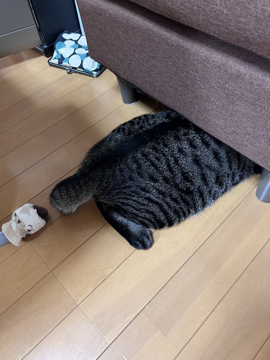 kanagawa_ankyo's tweet photo. 『世界猫の日』パート３😸『声かけられやすい先輩』生後４か月のときに家族として迎え入れた保護猫ちゃんオス（濃茶）とメス（薄茶）😸兄妹かな? 姉弟かな? 🌺
#世界猫の日 https://t.co/cZqESbrrp8