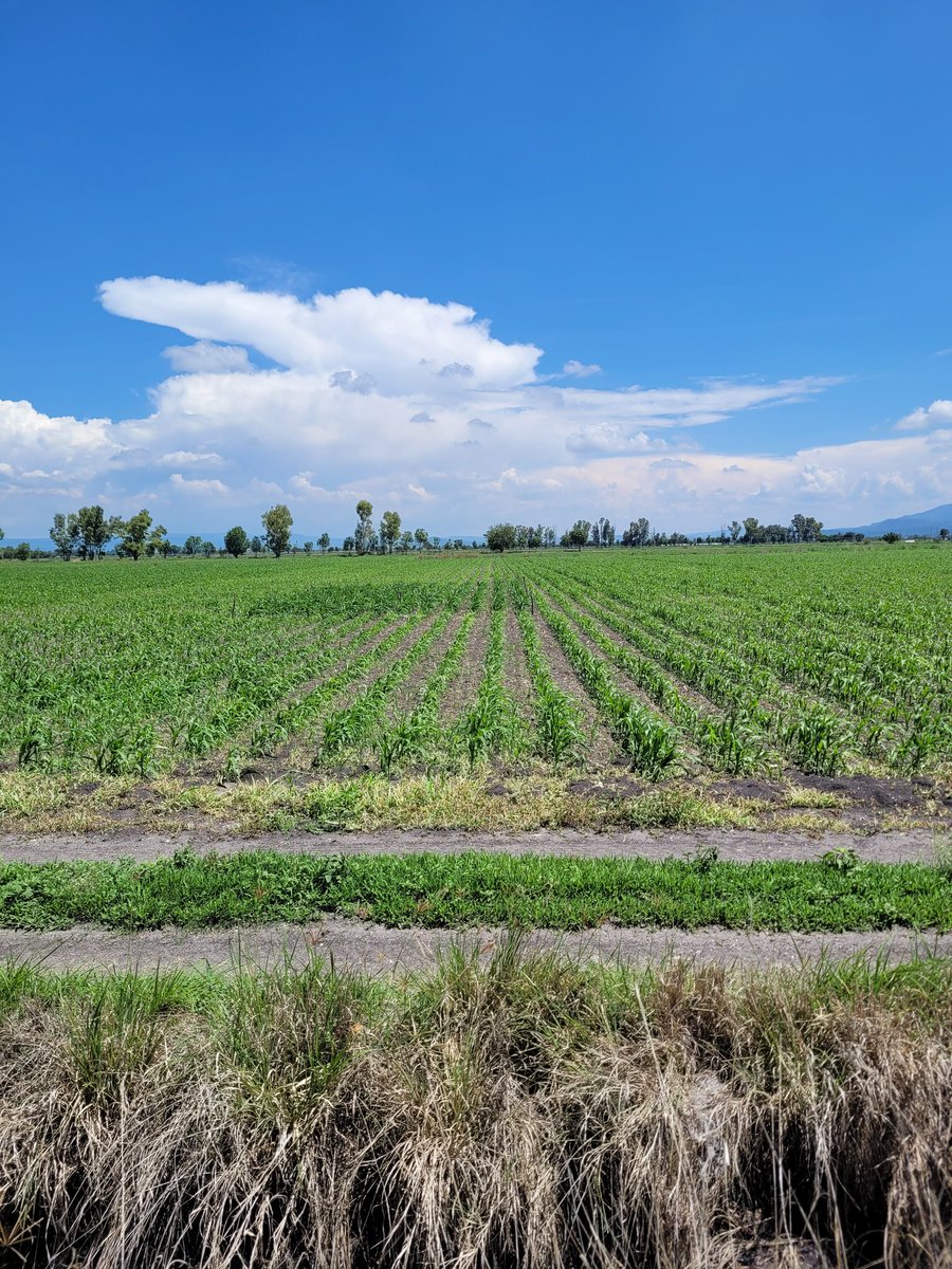 JacoboJse's tweet photo. Ensayo de fertilidad integral a pequeña escala en Purísima del Rincón, Guanajuato, México.
Se nota una gran diferencia con el manejo convencional. #ContribuciónMéxico2024
#CIMMYT https://t.co/RMLsh4LWHc