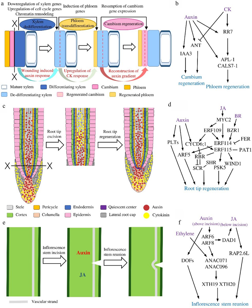 ForestryRes's tweet image. #ForestryRes #signal #dynamicresponse #regeneration
Plant in situ regeneration: A dynamic response to injury. Signals trigger cellular reprogramming for repair. 🌳🔬🌿
@MaximumAcademic @RelayJFR @JournalPlant
Details: maxapress.com/article/doi/10…