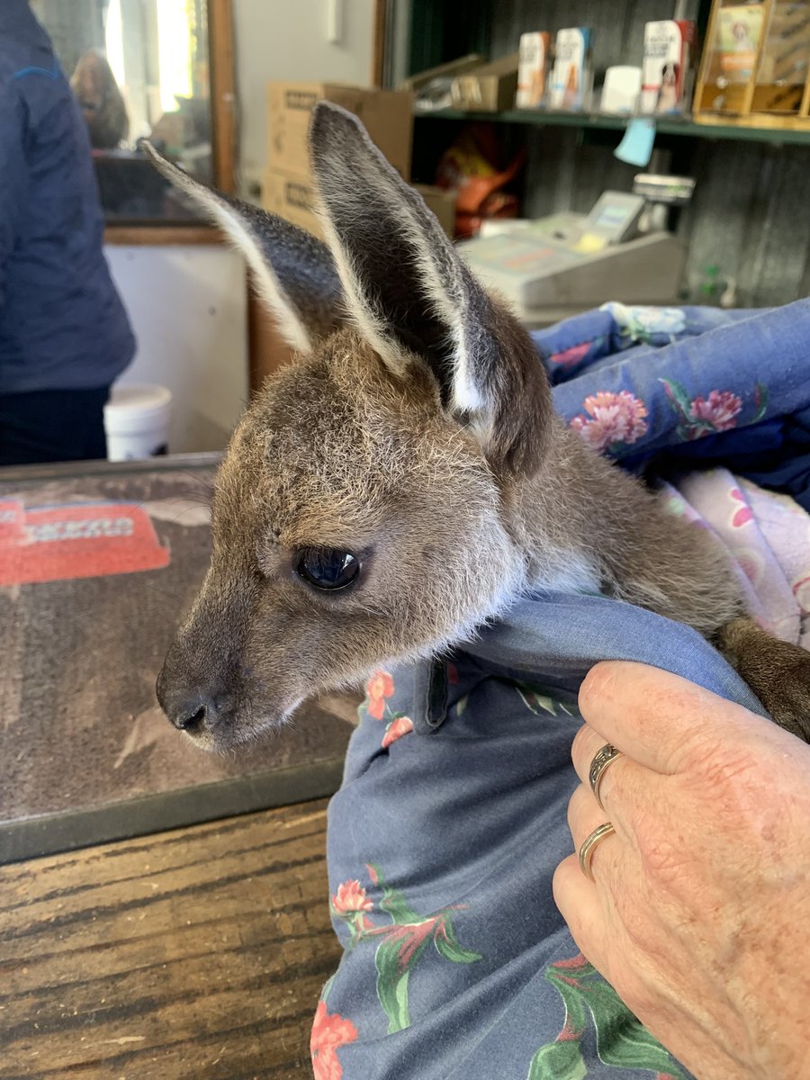 TezetaGoat's tweet photo. can you believe it? this thing 👇👇👇 just told a lie https://t.co/jwJl73kNmo