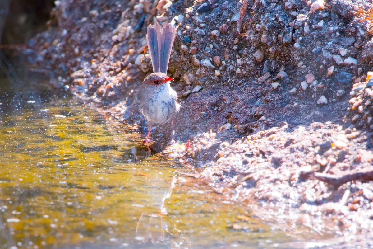 Feel Good Thursday! 🌿 
ANU Researcher Helen Osmond has spent 30+ years studying and observing superb fairy-wrens at the Australian National Botanic Gardens.
“It’s like a soap opera,” (Osmond, 2022)

Discover 'The Secret Life of Superb Fairy Wrens' below 
lnkd.in/eD-xW9DH