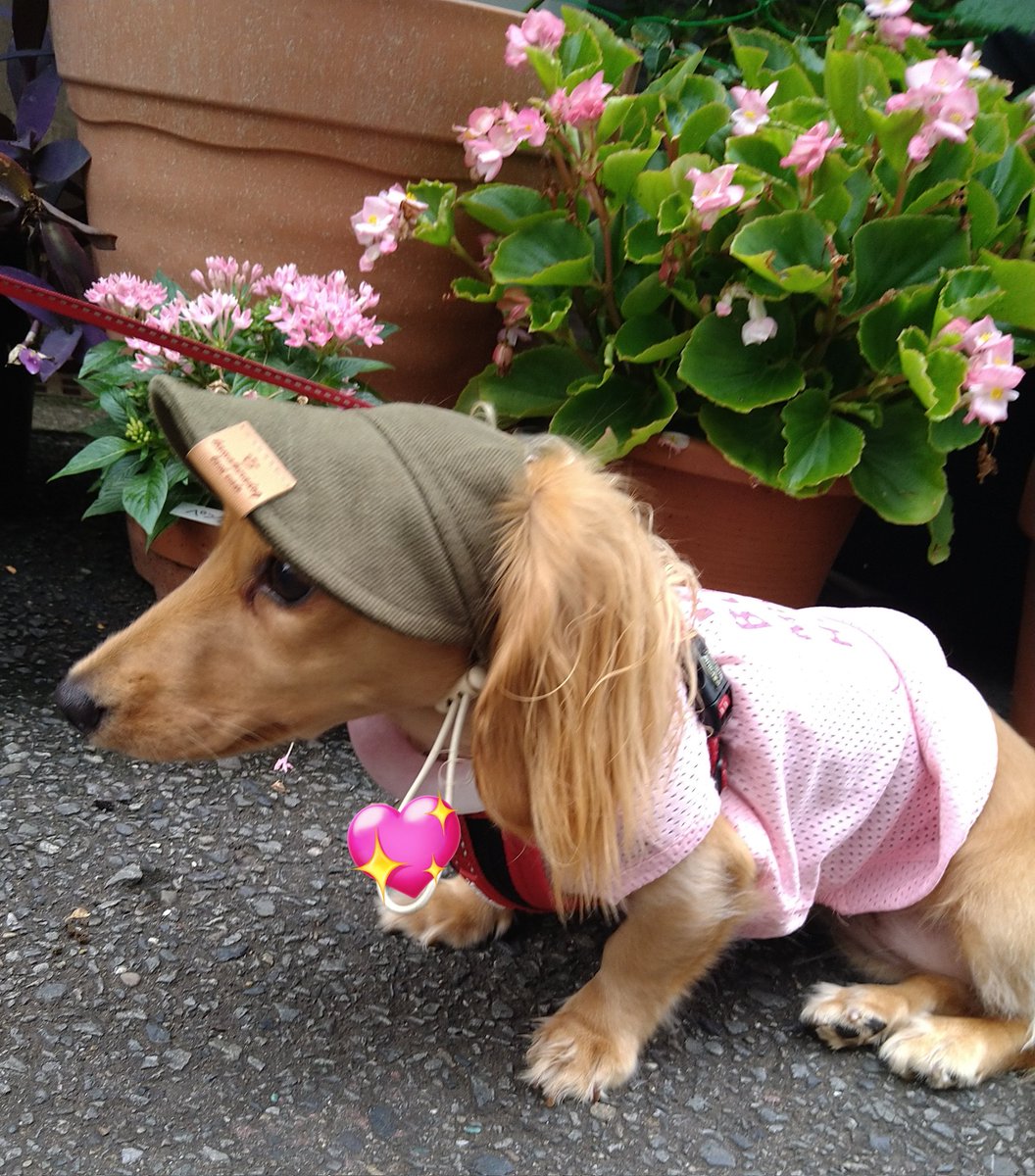 EdithTak13's tweet photo. 雨上がりの朝ん歩🐾
お花をクン活したいのか立ち止まっちゃうリンちゃん🤭♥
お花と記念写真😂の後は、いつものようにいっぱい走りました🙆(パパと)
#ミニチュアダックス
#ダックスフンド https://t.co/6x2VLBub5U