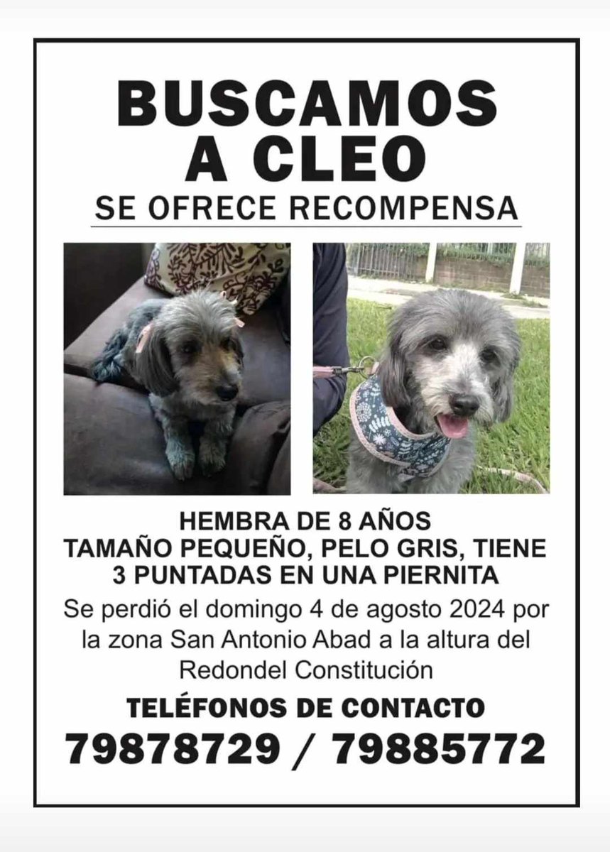 CasaRoly's tweet photo. SE BUSCA 🚨🚨🚨
Compartamos por favor, nos piden ayuda a todos en las redes.

¡PERDIDA! mira 👇🏻 https://t.co/vFF0iCR2Ss
