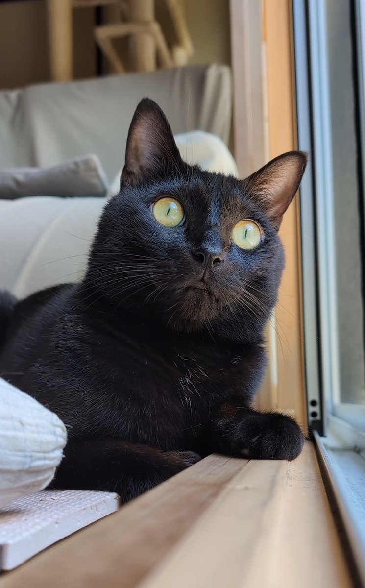 保護黒猫 ロコちゃん tweet media