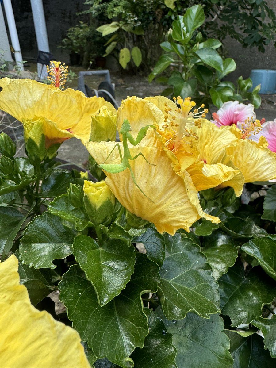 害虫が多いから警備員を拉致してきた

やる気はありそう

#ハイビスカス