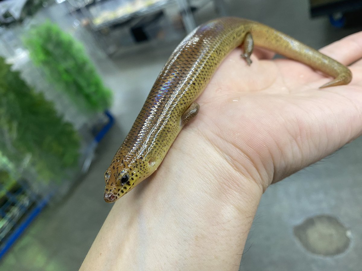 マニア必見！珍トカゲ入荷‼️ シボリミモダエトカゲ “Lygosoma