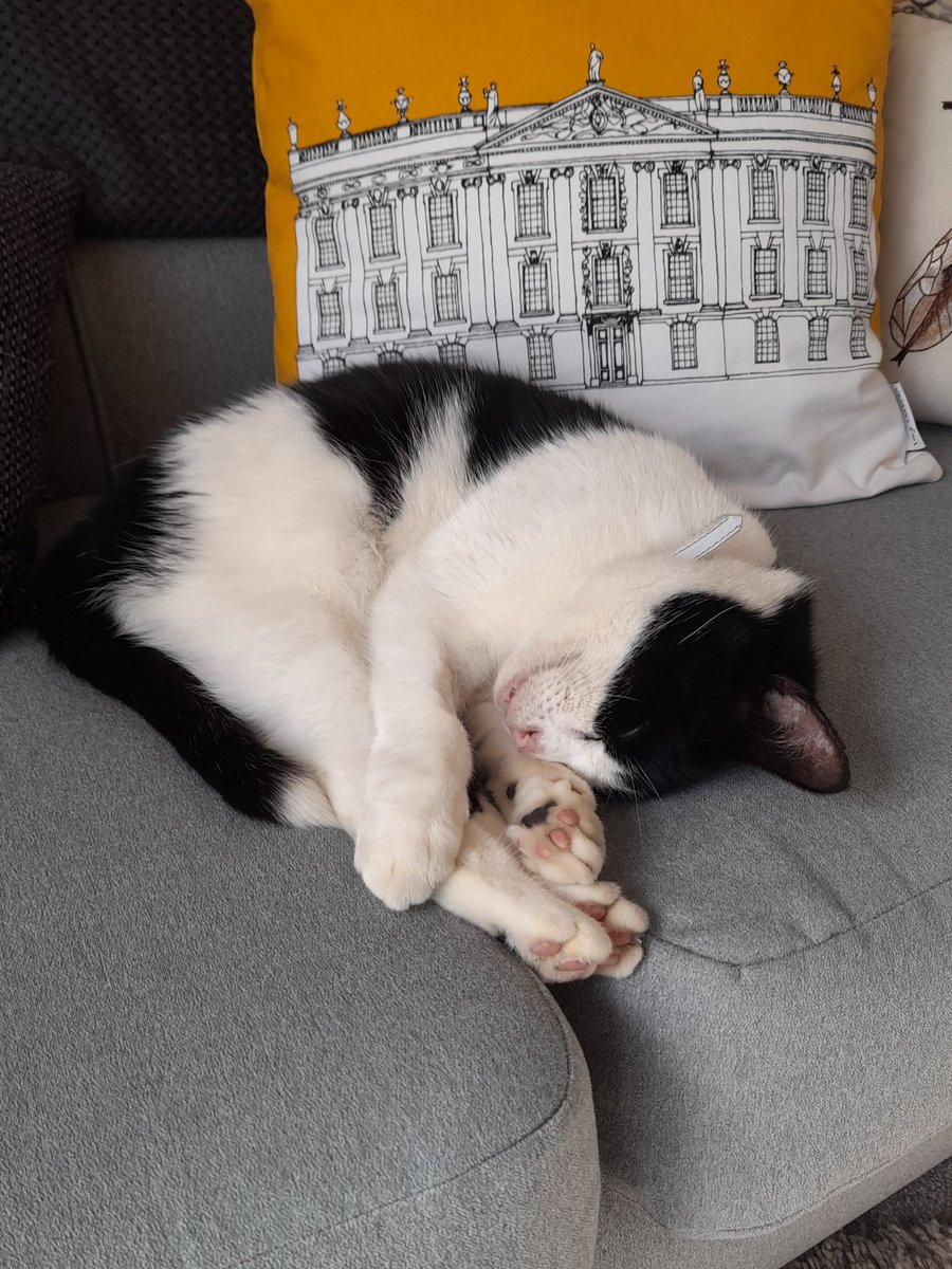 For #internationalcatday presenting our wonderful moggy  Henry!