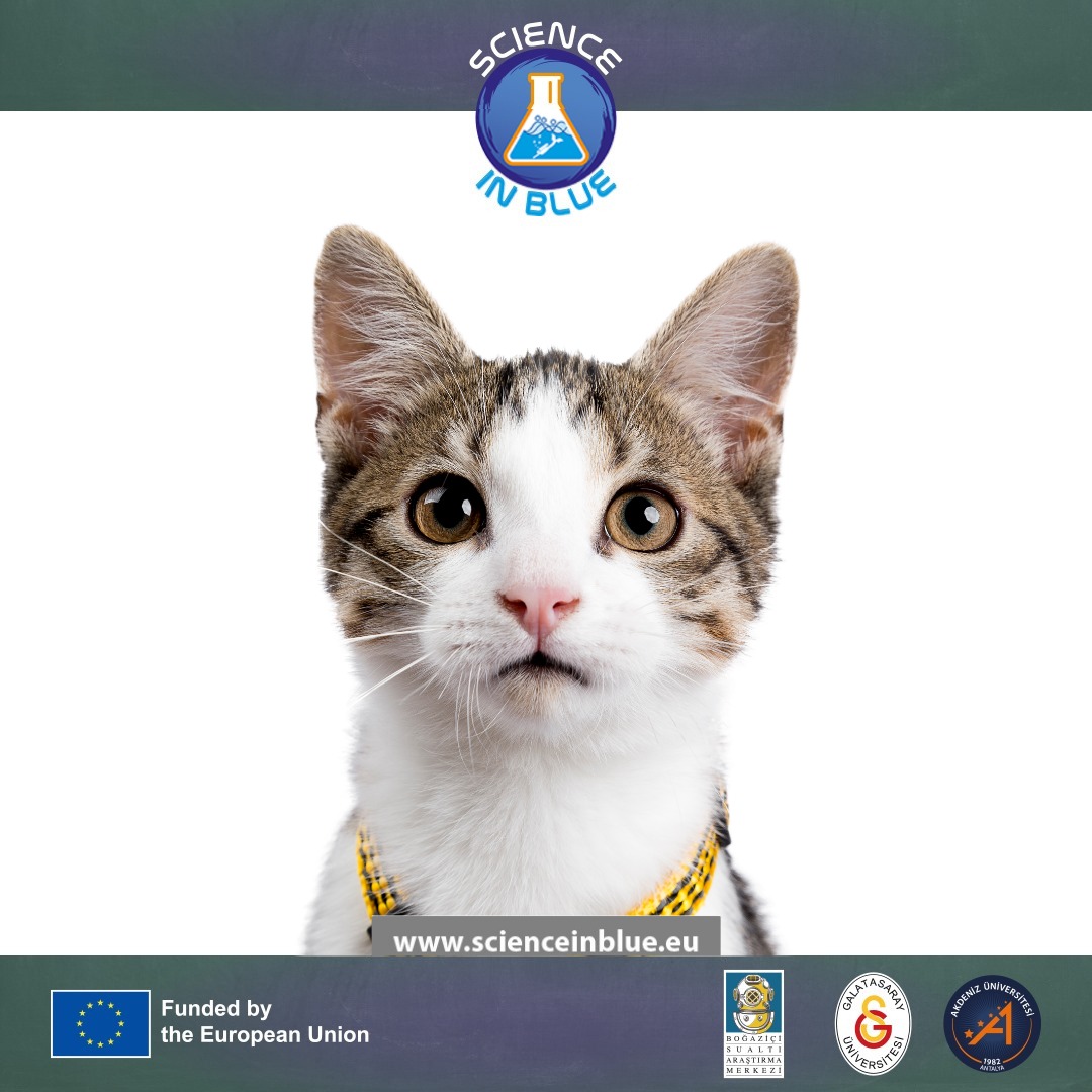 scienceinblue's tweet photo. Dünya Kedi Günü kutlu olsun 🐱
#abprojesi #euproject #horizon #mariecurie #HorizonEuropeMarieSkłodowskaCurieActions
#sualtı #eu #underwater #steam #science #bilim #biliminsanı #scientist #akdenizüniversitesi #galatasarayüniversitesi https://t.co/KaFyhEIaxF