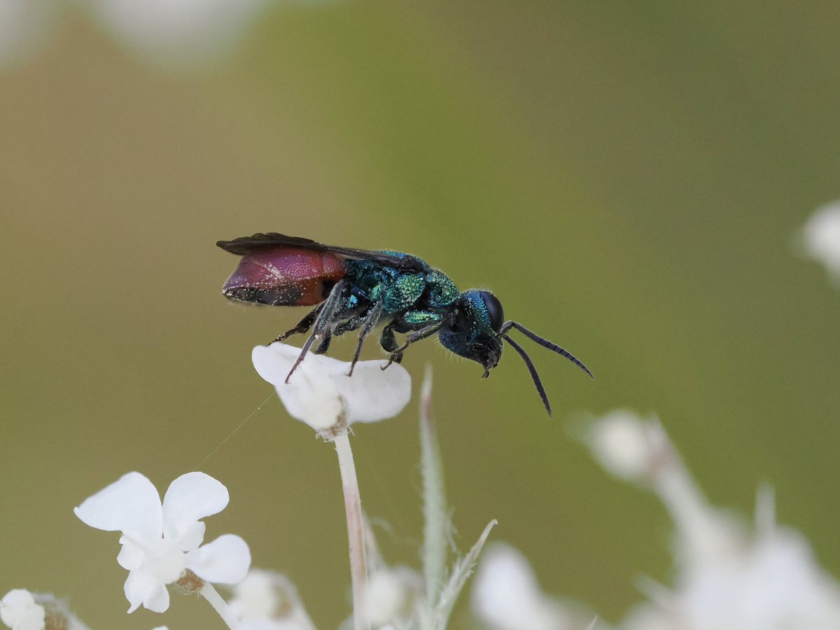 tillingtonchum's tweet image. Walking up the coast path from Cromer, we spotted this little jewel wasp. Hedychridium roseum, with its distinguishing feature of a not so shiny abdomen.
#wasps #JewelWasps