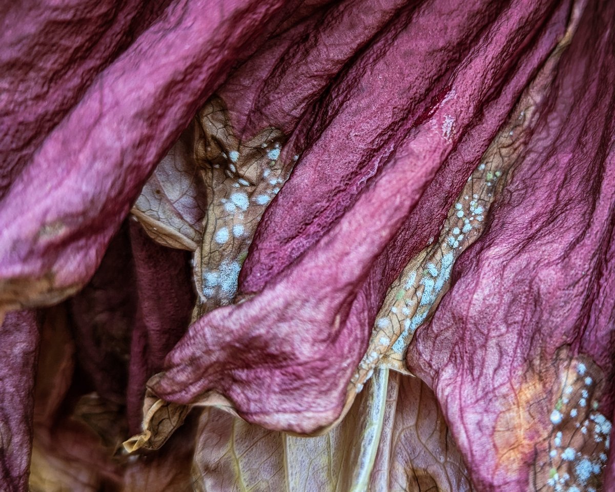 TitanArumRBGE's tweet photo. Anyone else getting that Thursday feeling? 😁 

I continue my slow progression into restfulness. I think I'm still a marvel - just of a different sort, right? Ageing gracefully, handsomely...  fungal-ly. 

#TeamRBGE #RBGEHort #Amorphophallus #TitanArum #fungus #decay https://t.co/dUqAAlJrGe