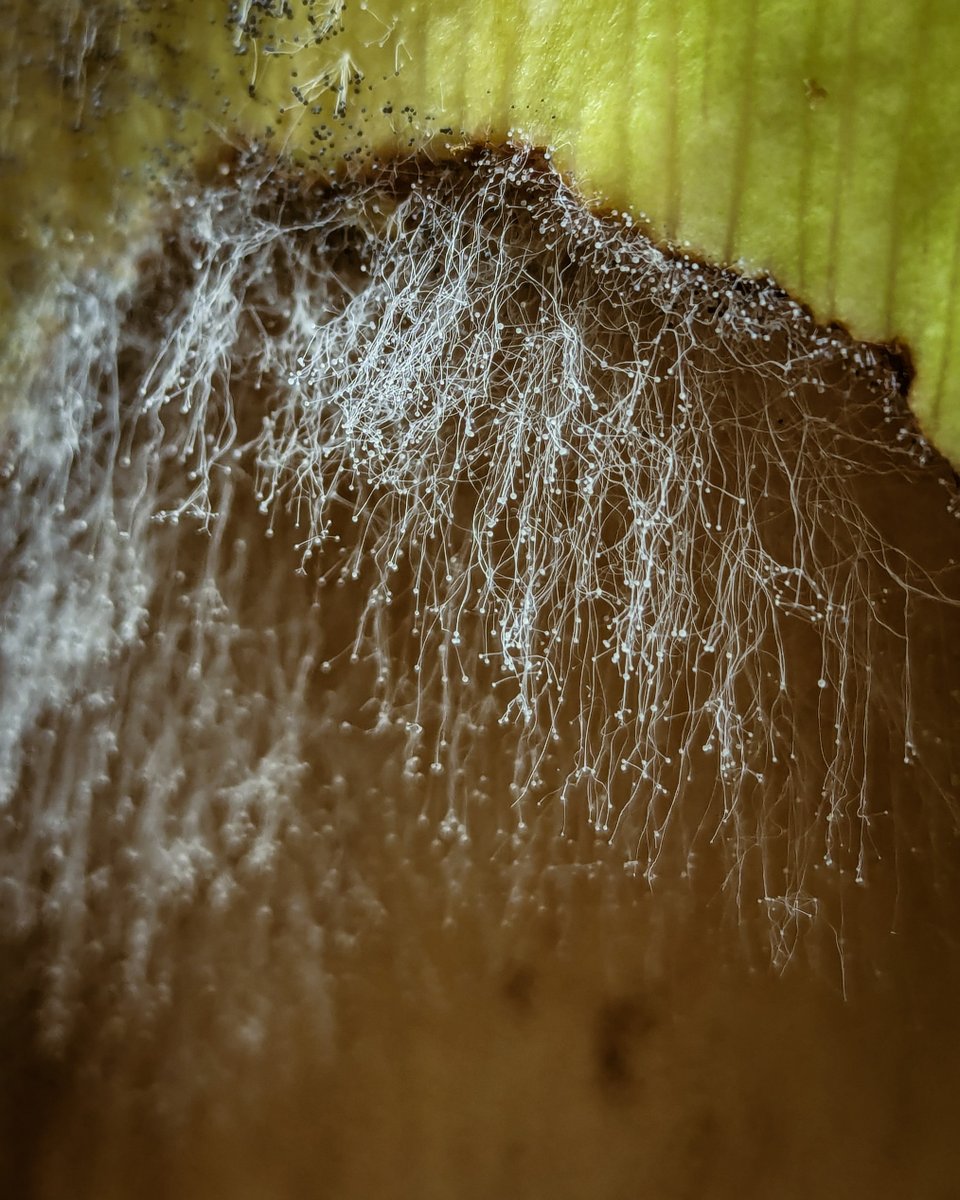 TitanArumRBGE's tweet photo. Anyone else getting that Thursday feeling? 😁 

I continue my slow progression into restfulness. I think I'm still a marvel - just of a different sort, right? Ageing gracefully, handsomely...  fungal-ly. 

#TeamRBGE #RBGEHort #Amorphophallus #TitanArum #fungus #decay https://t.co/dUqAAlJrGe
