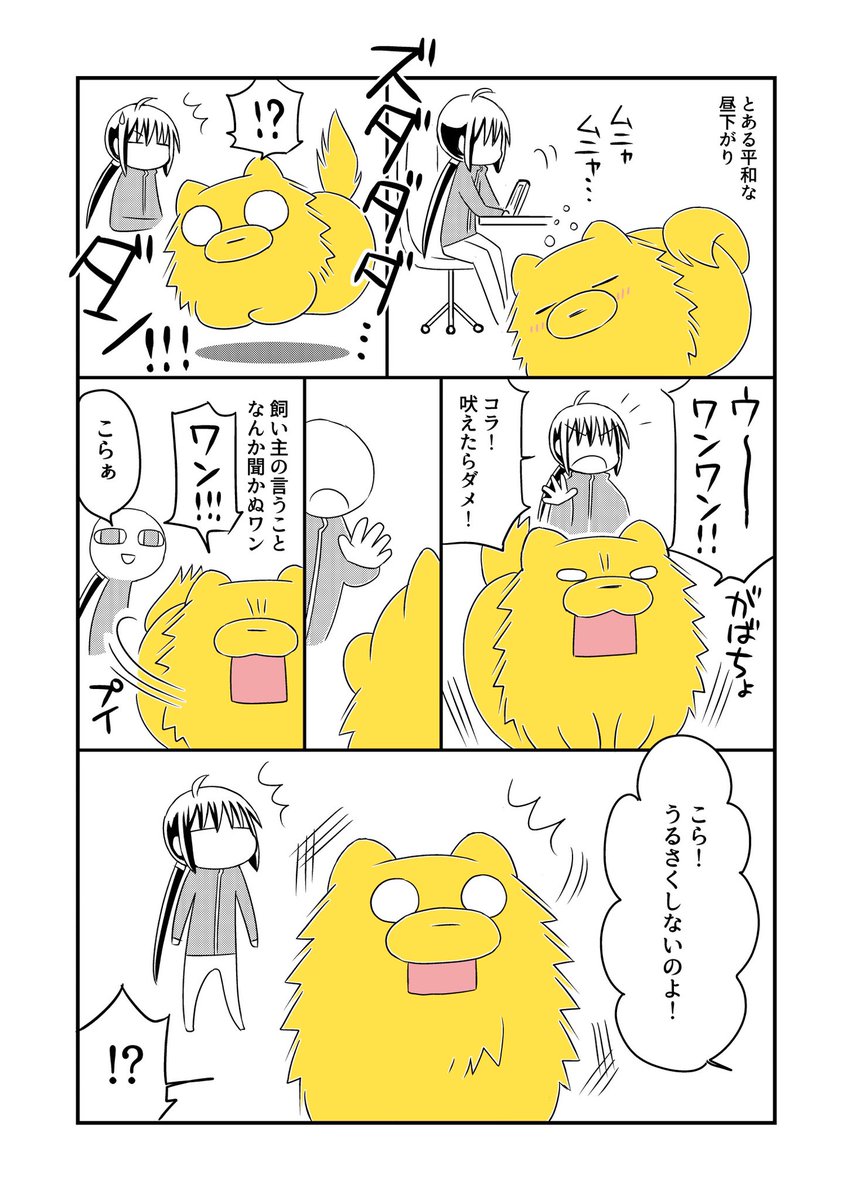 外の声に犬がめちゃくちゃ狼狽えて、右往左往しておもろかったです。創作コントみたいですが実話です。
でもプライドが高い犬なので、笑うともれなく反撃されます…
ママには強気ポメェ꒰ ՞•ﻌ•՞ ꒱
#宗次郎Jr 