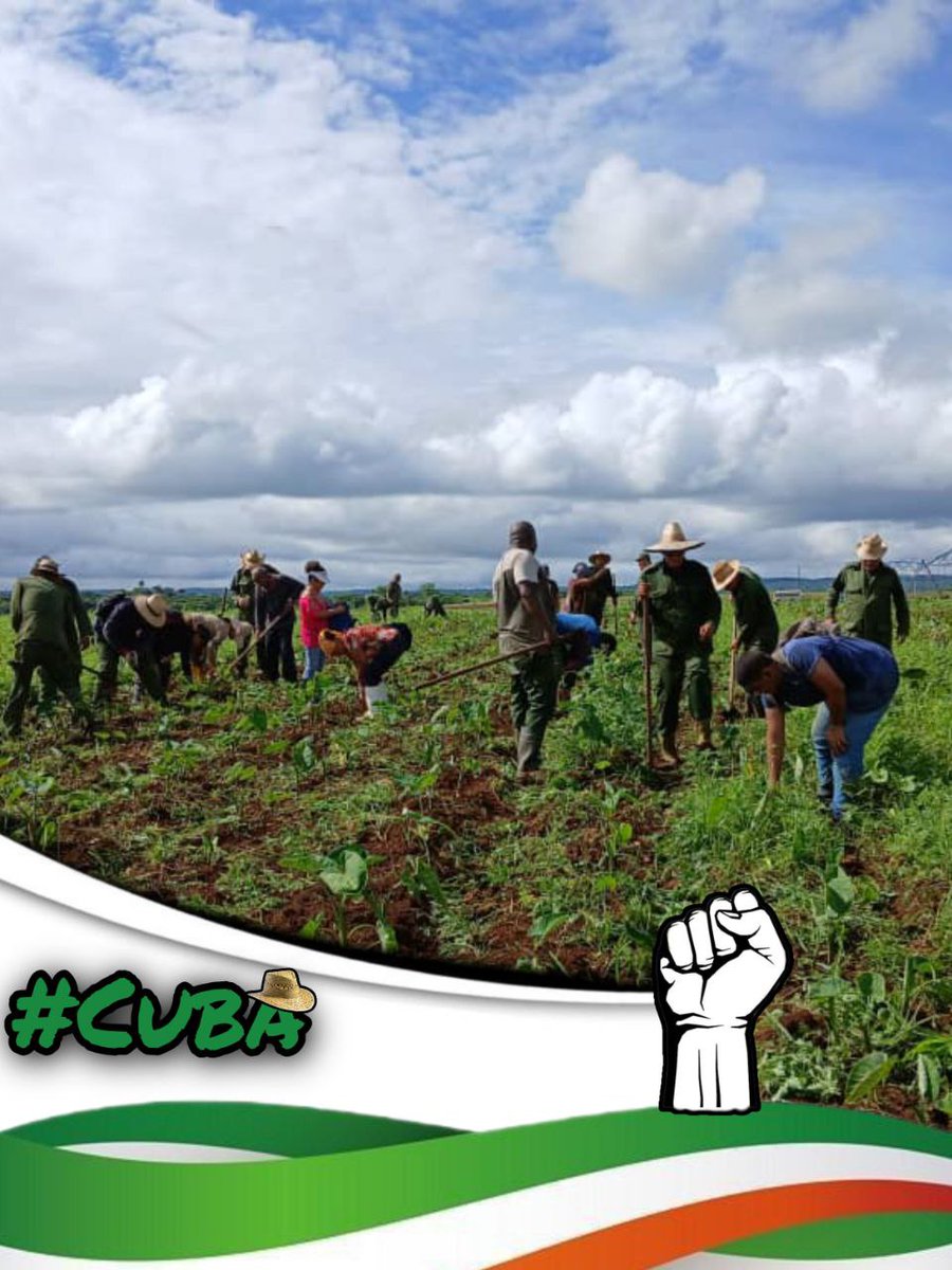 🔴🔵⚪El colectivo de <a href="/LogVanguardia/">Logística de Vanguardia</a> está comprometido con la producción de alimentos. Aquí estamos claros de que solo con nuestro esfuerzo saldremos adelante.

‼️Por #Cuba Todo‼️