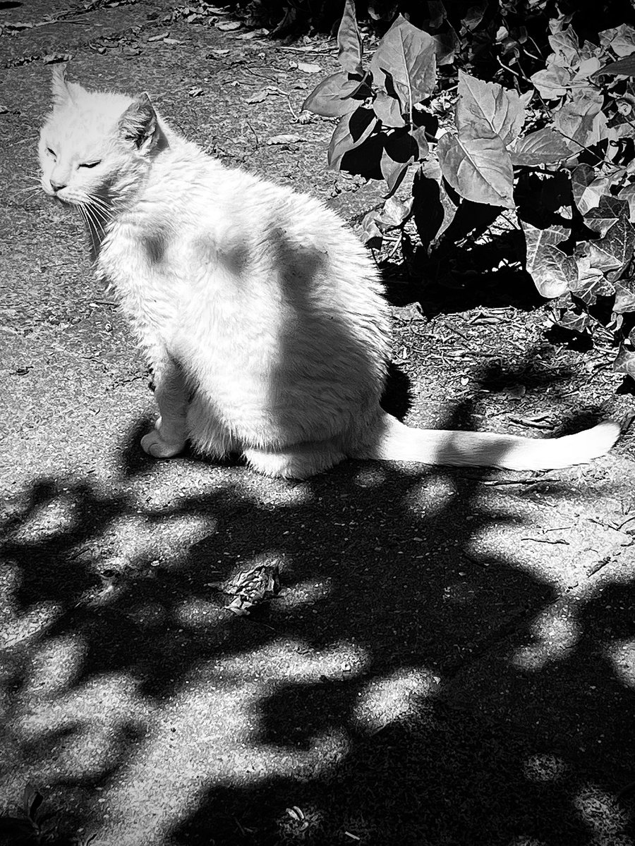 Op Int. Kattendag geniet kantoor-straycat Annie van de zon 🥰.
Ze woont alweer 10 jaar in onze kantoortuin en -schuur en begint echt een oudje te worden. Maar is nog fit genoeg voor haar dagelijkse jacht op muizen. En mocht dat niet lukken dan krijgt ze 2x daags haar lekkers.