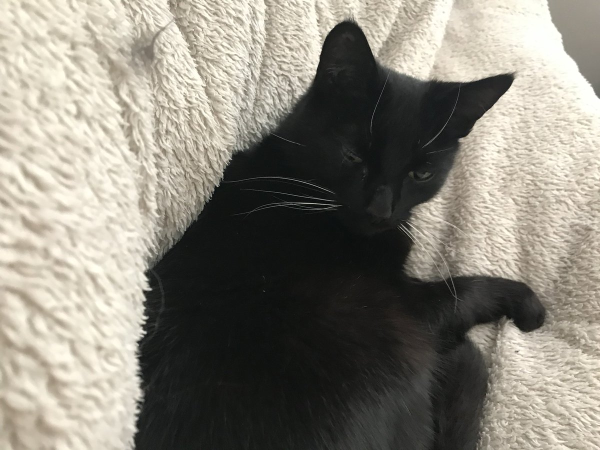 mandyexley1's tweet photo. Happy #InternationalCatDay 
to fellow cat lovers around the globe! Our 2 Mogs past, Compo and Lulu, 1 present, Coco, all loved beyond words. Cats are simply the best!🐈‍⬛ 🐈 🐈‍⬛ ❤️ ❤️ ❤️ https://t.co/IyCAdyFI5f